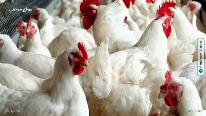 شعبة الدواجن: أسعار المزارع تهبط إلى 55 جنيها رغم ارتفاع التكلفة