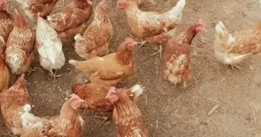 تغيرات جديدة في أسعار الفراخ البيضاء داخل أسواق محافظة المنوفية اليوم