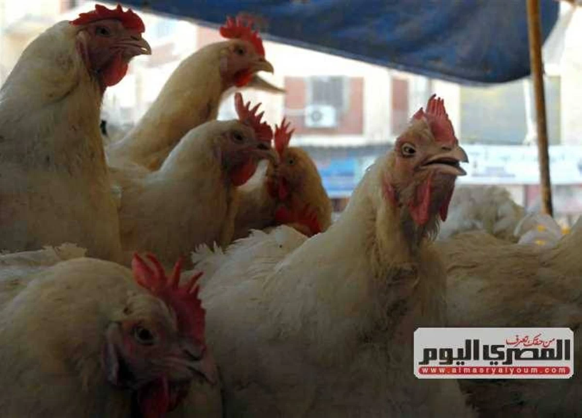 سعر كيلو الفراخ البيضاء بعد آخر ارتفاع.. أسعار الدواجن اليوم الجمعة 19-6-2026 بالأسواق والبورصة