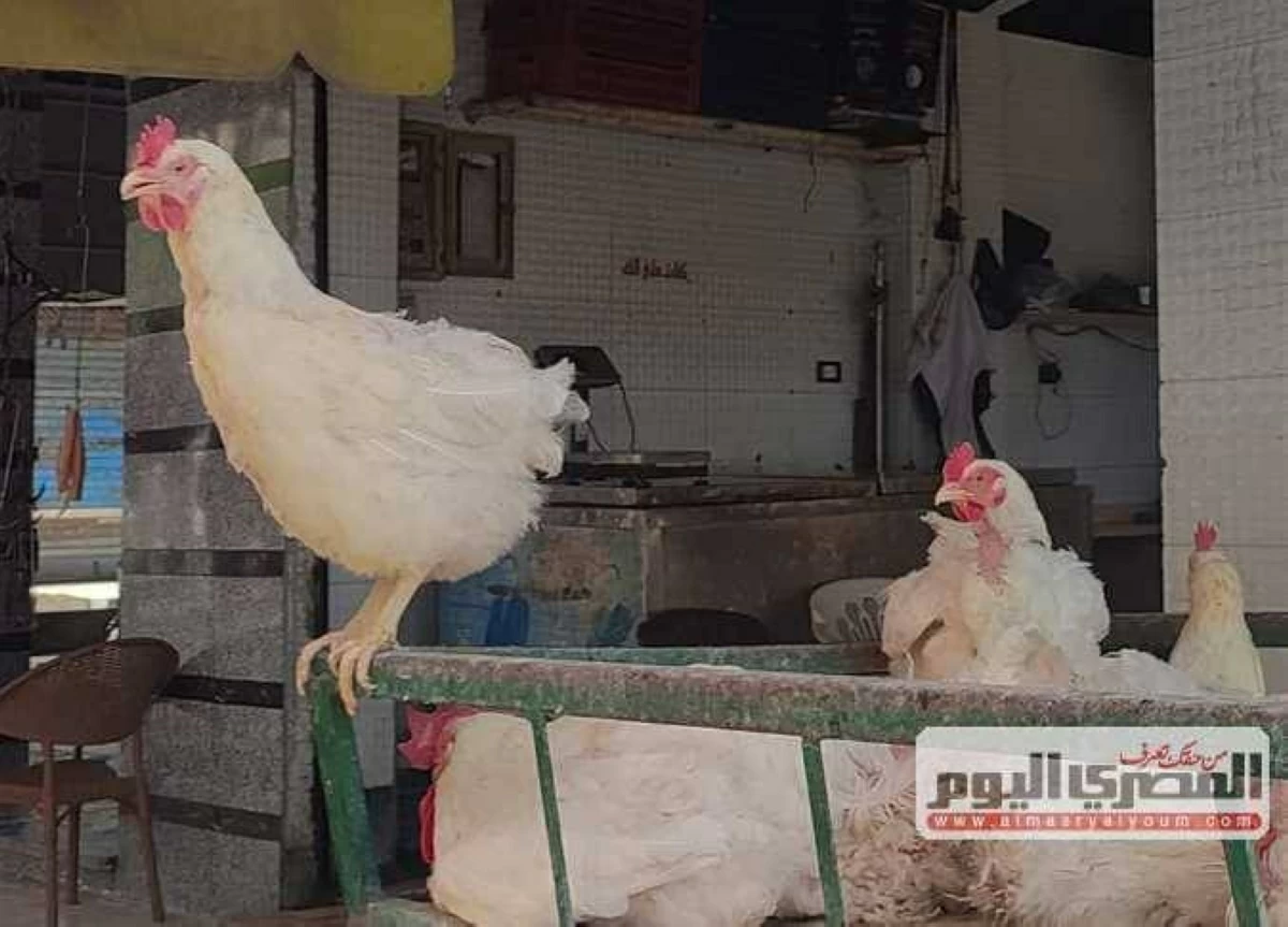 سعر كيلو الفراخ البيضاء الآن بعد الانخفاض الأخير.. أسعار الدواجن اليوم الإثنين 22-6-2026 بالأسواق والبورصة