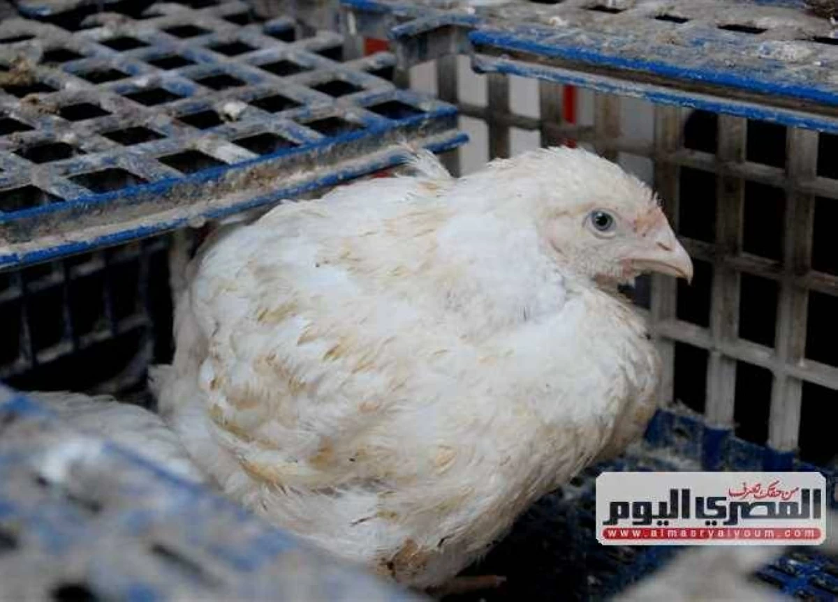 سعر كيلو الفراخ البيضاء الآن بعد الارتفاع الأخير.. أسعار الدواجن اليوم الخميس 25-6-2026 بالأسواق والبورصة