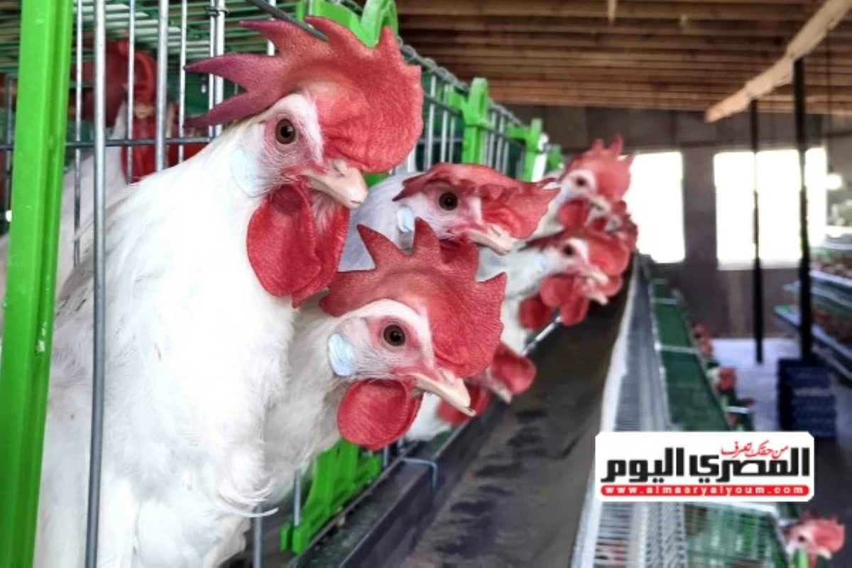 «الطلب قليل والإنتاج غزير».. رئيس شعبة الدواجن: الانخفاض الحاد فى الأسعار يهدد الصناعة