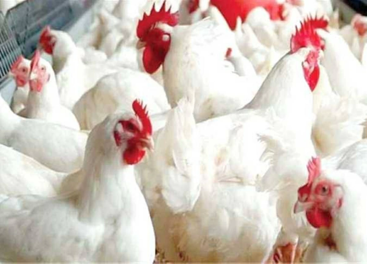 استشارى تغذية يحسم الجدل حول هرمونات الدواجن ويكشف الطريقة الصحية للطهي