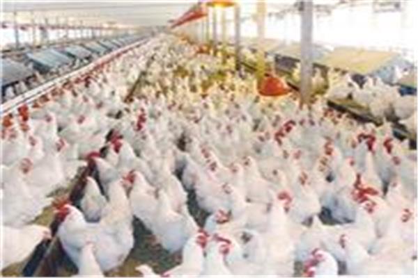 أسعار الفراخ اليوم الاثنين 22 يونيو 2026 في البورصة والأسواق