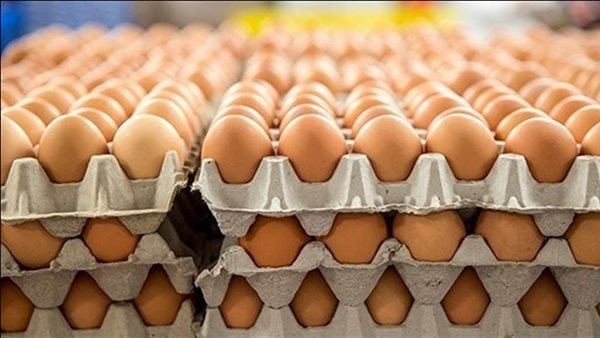 انخفاض الأحمر 4 جنيهات، سعر كرتونة البيض اليوم الخميس في بورصة الدواجن