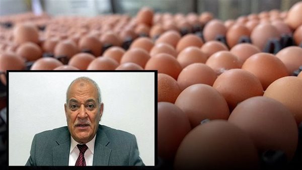 رئيس شعبة الثروة الداجنة: كرتونة البيض بـ65 جنيها وخسائر فادحة للمنتجين