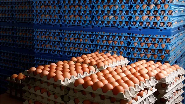 سعر كرتونة البيض اليوم الأحد في بورصة الدواجن