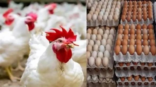 انخفاض الفراخ البيضاء والبانيه.. أسعار الدواجن في الأسواق الآن