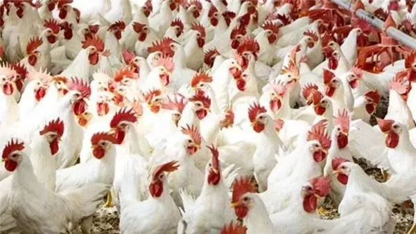 أسعار الفراخ البيضاء اليوم