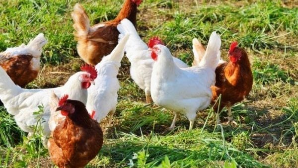 تصل إلى 4 جنيهات، انخفاض سعر الفراخ اليوم الجمعة 26 يونيو 2026