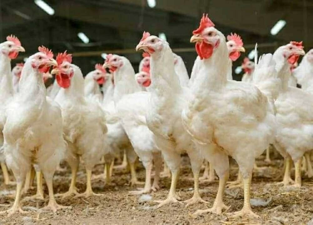 الفراخ البيضاء اليوم في المزارع والأسواق صدمة جديدة للمستهلكين بزيادات قياسية