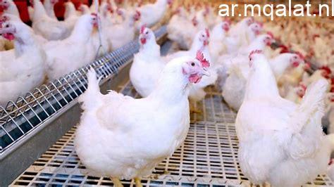 أسعار الفراخ البيضاء اليوم الأحد 21-6-2026 فى المنوفية – مقالات نيوز