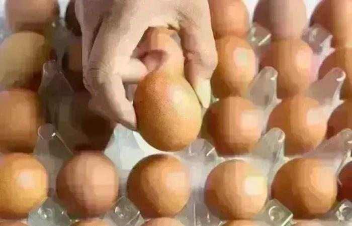 سعر كرتونة البيض في بورصة الدواجن وللمستهلك اليوم الجمعة 19 يونيو 2026