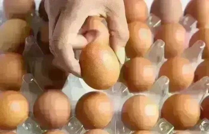 سعر كرتونة البيض في بورصة الدواجن وللمستهلك اليوم الإثنين 22 يونيو 2026