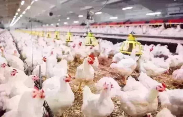 أسعار الدواجن اليوم الإثنين 22 يونيو 2026.. الفراخ البيضاء بكام؟