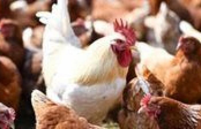 بالبلدي: أسعار الدواجن والبيض اليوم الثلاثاء 23 – 6