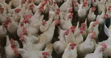 تغيرات مفاجئة في أسعار الفراخ البيضاء داخل أسواق محافظة المنوفية اليوم
