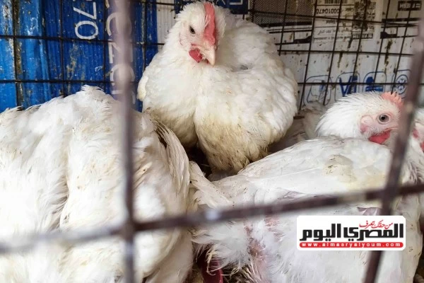 «انخفاض أسعار الفراخ رغم ارتفاع الأعلاف» تراجع سعر الكيلو لـ73 جنيهًا بالمزرعة وفق اتحاد منتجي الدواجن