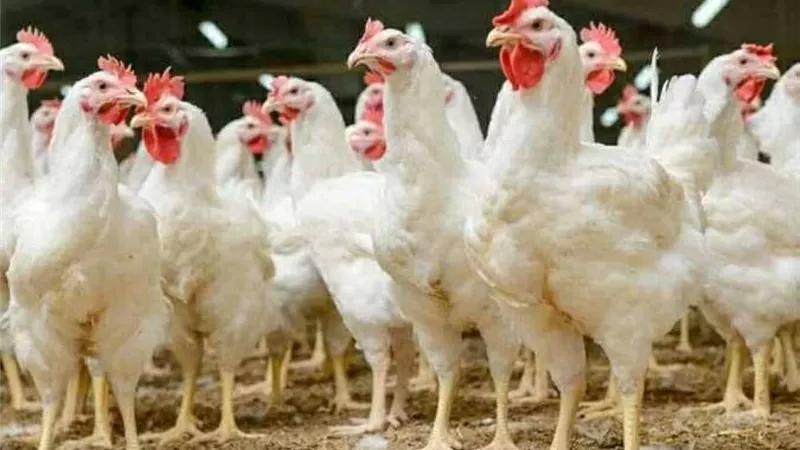 «ألذ وأطهر خيارات اللحوم» الفراخ البيضاء تسيطر على موائدنا اليومية