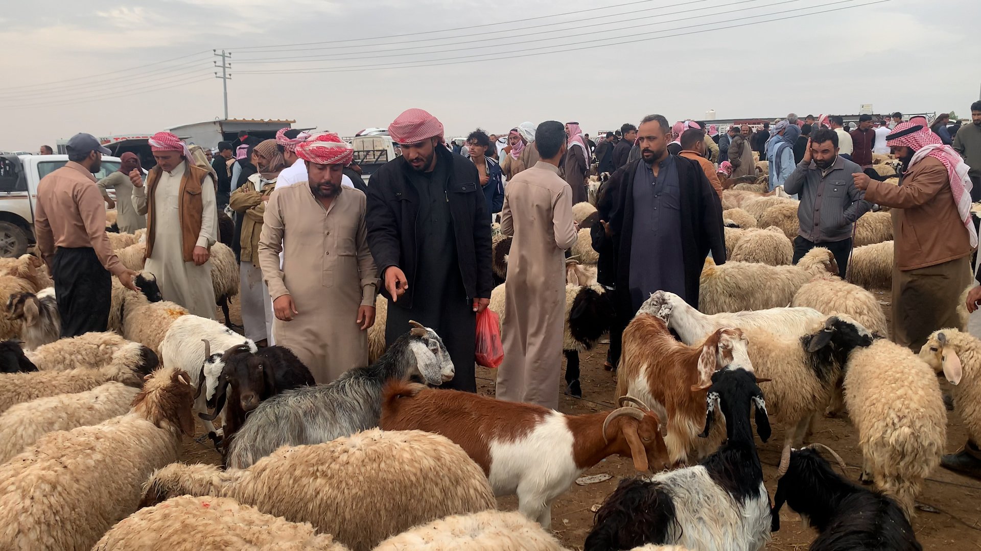 انخفاض أسعار الغنم مقابل ارتفاع الدولار يوقف حركة بيع المطافيل الصغيرة في الموصل